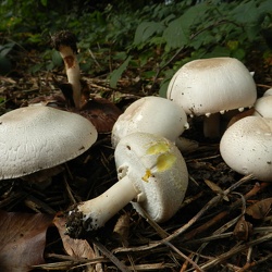 Champignons