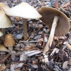 Galeries champignons des membres